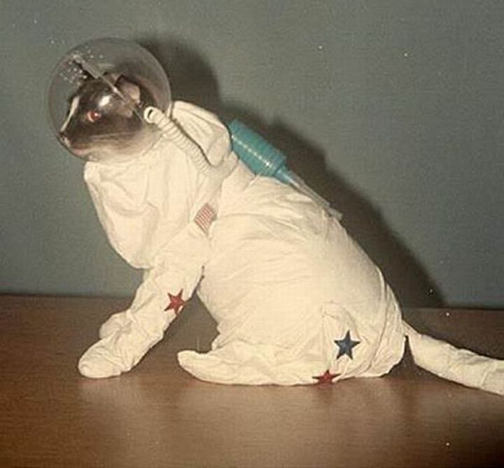 catronauta.jpeg